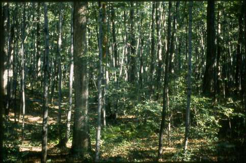 Eastern US forests more vulnerable to drought than before 1800s
