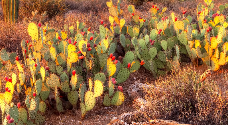 Desert cactus purifies contaminated water for aquaculture, drinking and more