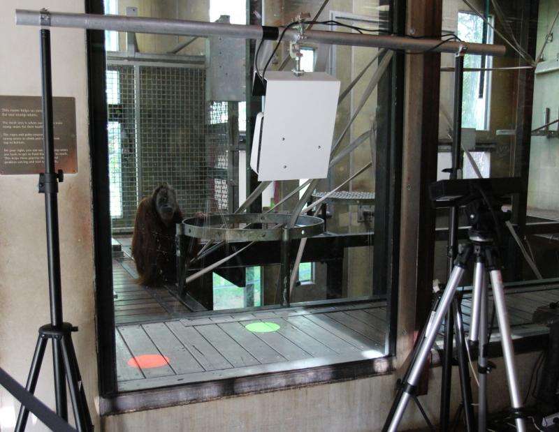 Orang-utans play video games too, and it can enrich their lives in the zoo