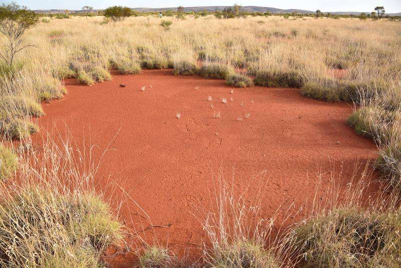 Fairy circles found in Australian outback