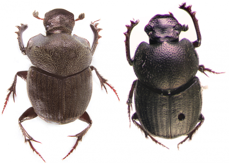Two brand new dung beetle species from montane grazing sites and forests in Mexico