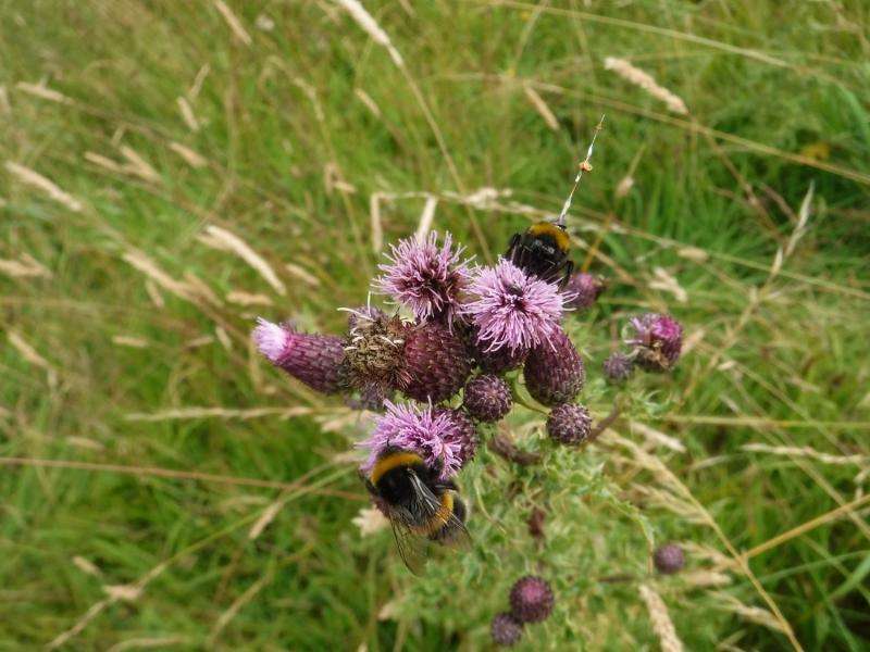 Selfish bumblebees are not prepared to share