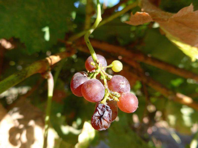 As climate change alters drought patterns, wine growers feel the effects, study finds