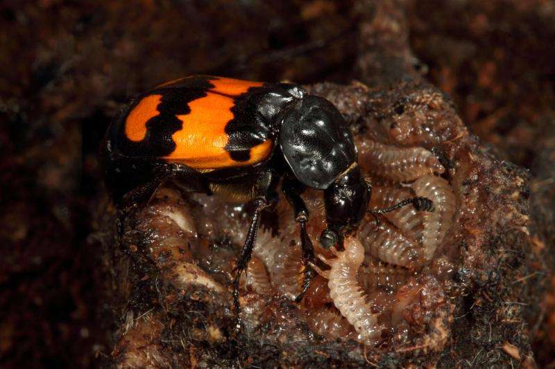 Female burying beetle emits pheromone to ward off male desire during parental care