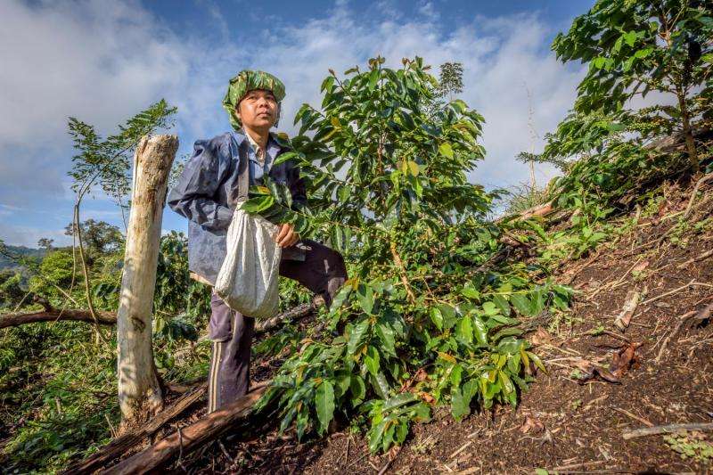 Future demand and climate change could make coffee a driver of deforestation