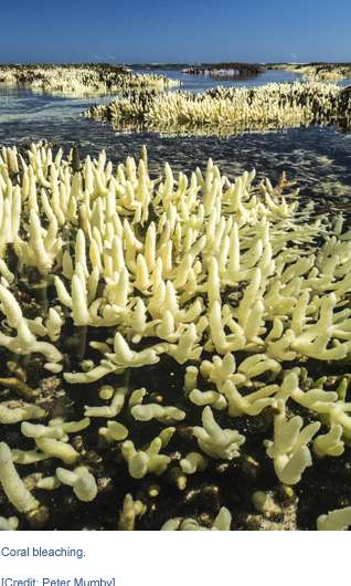 Great Barrier Reef risks losing tolerance to bleaching events