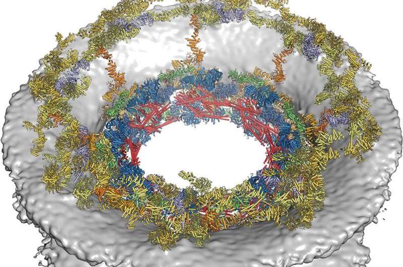 Biochemists solve the structure of cell's DNA gatekeeper