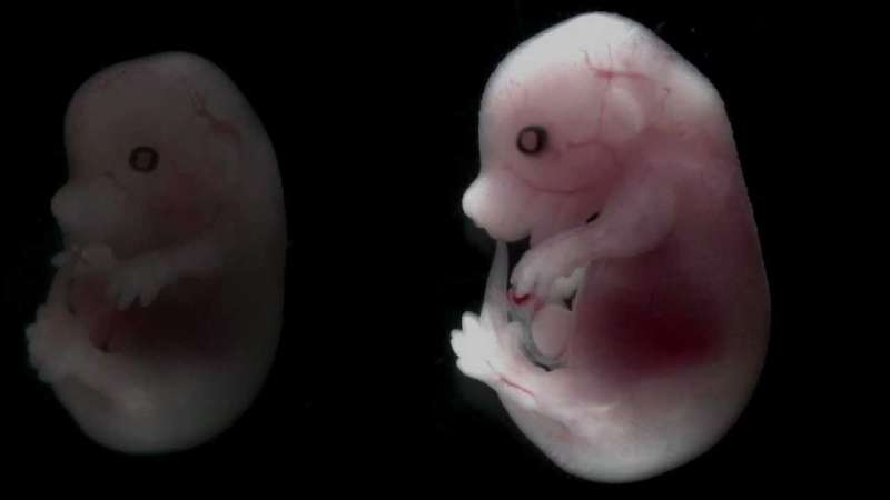 Microgravity research satellite explores embryo development in space