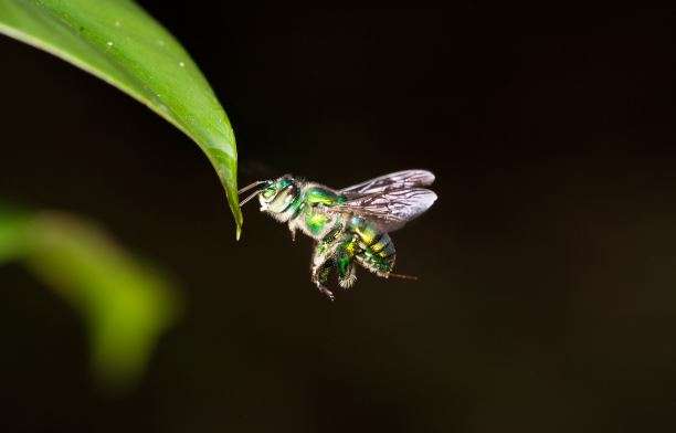 Researchers reveal how orchid bees navigate through the depths of the rainforest