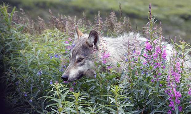 Hunting wolves near Denali, Yellowstone cuts wolf sightings in half