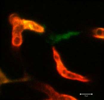 Watch immune cells 'glue' broken blood vessels back together