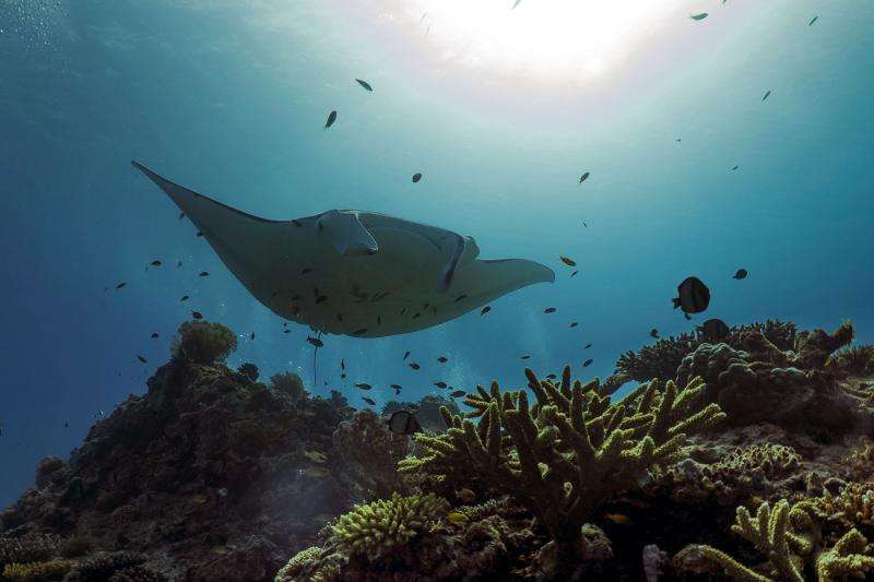 Sweet spot found for foraging manta rays