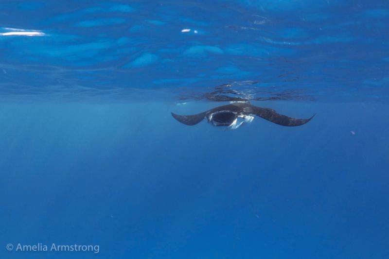 Sweet spot found for foraging manta rays