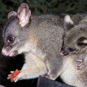Possum personality is key to survival