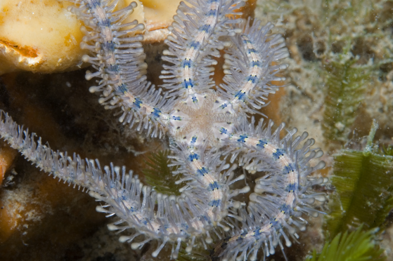 Brittle star study reveals richness and diversity of deep-sea life