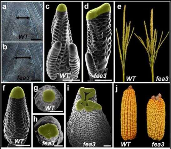 Discovery of new stem cell pathway indicates route to much higher yields in maize, staple crops