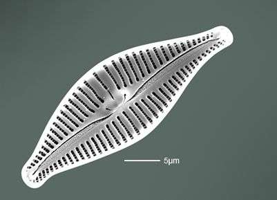 New diatom species identified