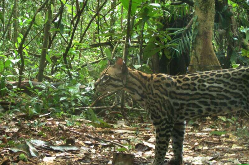 Ocelot density in the Brazilian Amazon may be lower than expected