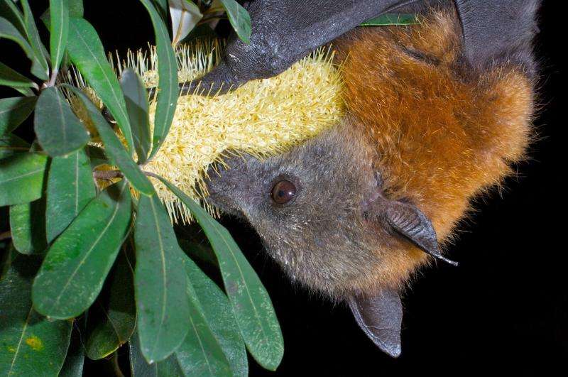 How to live alongside flying foxes in urban Australia