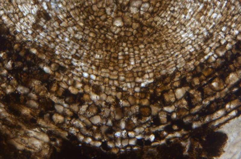 Scientists discover oldest plant root stem cells