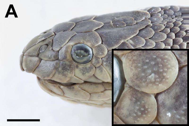 Sea snakes can sense objects at a distance by feeling movements in the water