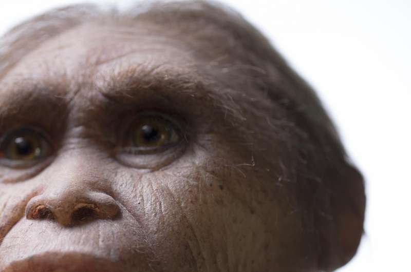 Likely ancestor of mystery 'hobbit' found