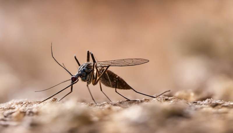 High risk areas identified for mosquito-borne virus