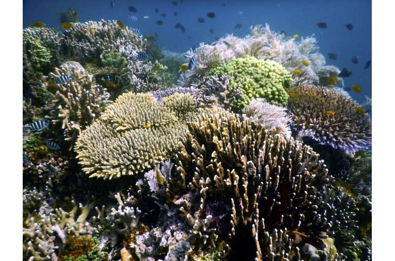 Bright spots shine light on the future of coral reefs