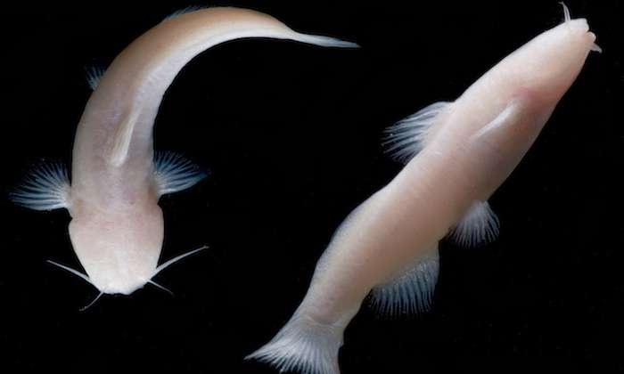 Rare, blind catfish never before found in US discovered in national park cave in Texas