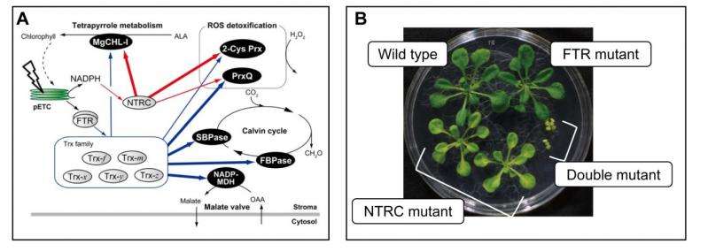 Researchers discover two redox cascades that regulate chloroplast function and contribute to plant survival