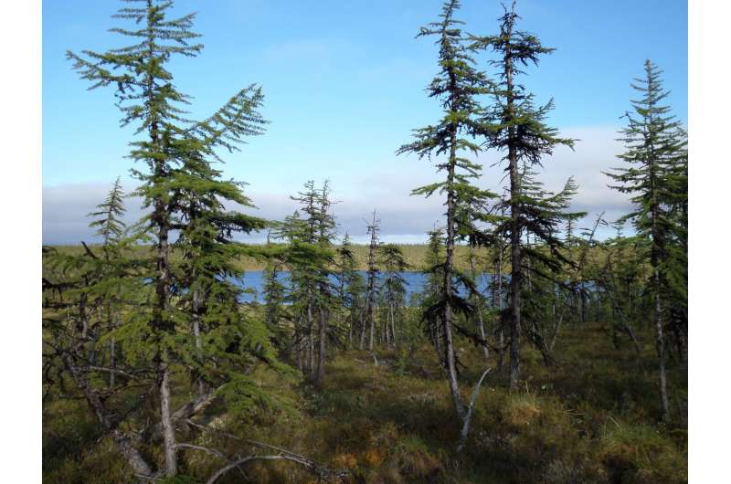 Siberian larch forests are still linked to the ice age