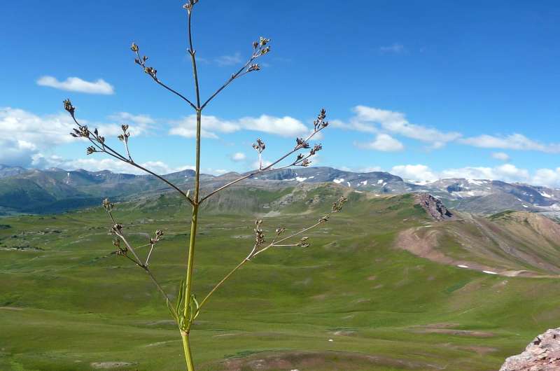 Climate change's effect on Rocky Mountain plant is driven by sex