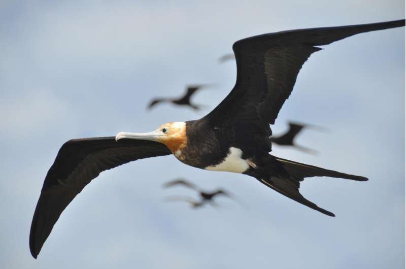 Great frigate birds found able to fly for months at a time
