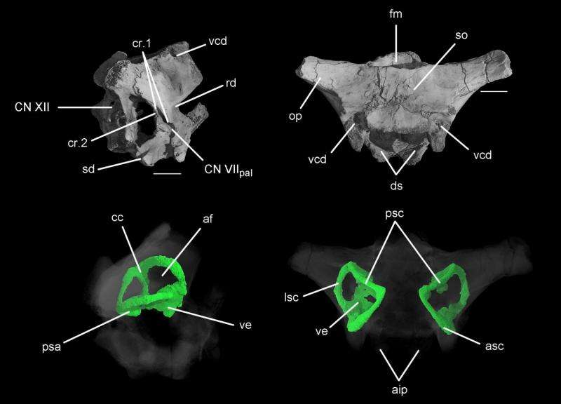 Computed-tomography scans of a 245 million-year-old fossil shed light on the evolution of the inner ear of birds and crocodiles