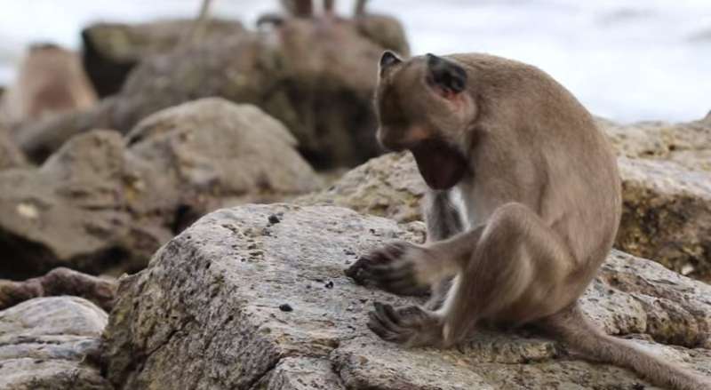 Monkeys in Brazil 'have used stone tools for hundreds of years at least'