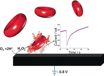 Electrochemical determination of the concentration and peroxidase activity of erythrocytes