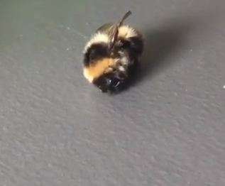 The search for the Arctic bumblebee