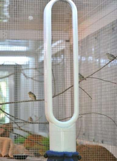 Endangered songbirds prefer a Dyson fan