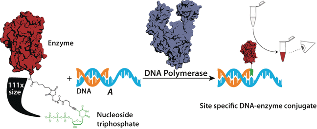 Replication of enzyme-nucleotide chimeras