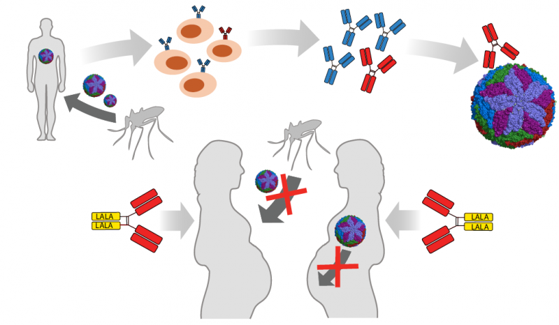 Zika antibodies identified with therapeutic and diagnostic potential