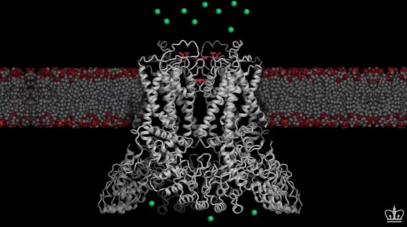 New images of a calcium-shuttling molecule that has been linked to aggressive cancer