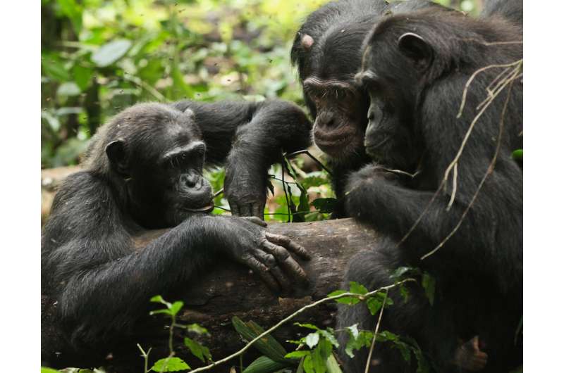 Travel broadens chimps' horizons too