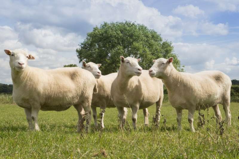 Nottingham Dollies prove cloned sheep can live long and healthy lives