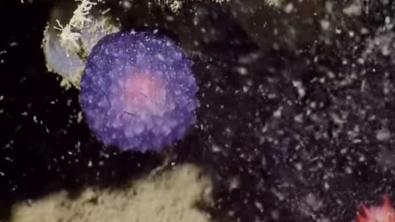 Nautilus crew discover mysterious purple orb near ocean floor