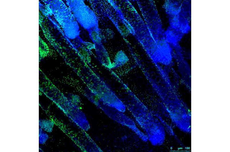 Two proteins safeguard skin stem cells