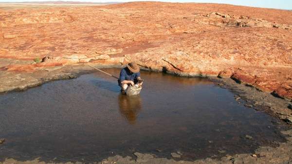 Thrill of species discovery in the Pilbara