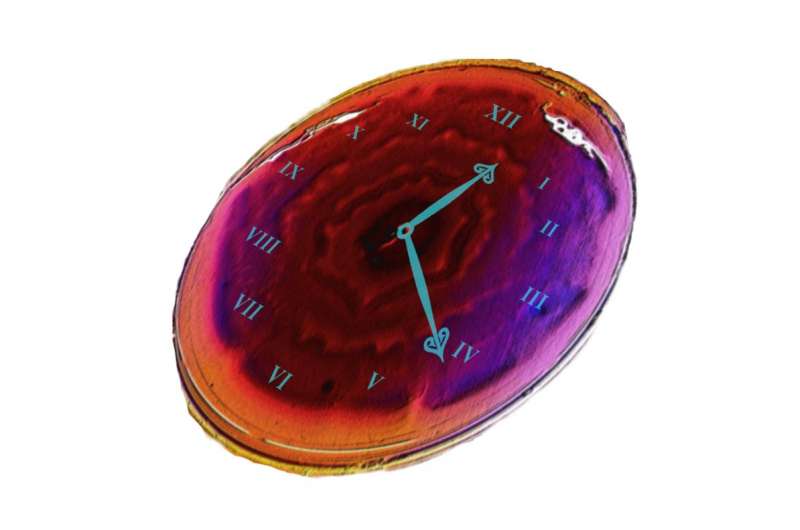 Gut bacteria have own circadian clock
