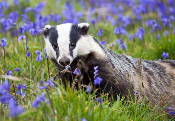 Badgers and cattle seldom meet, says new study