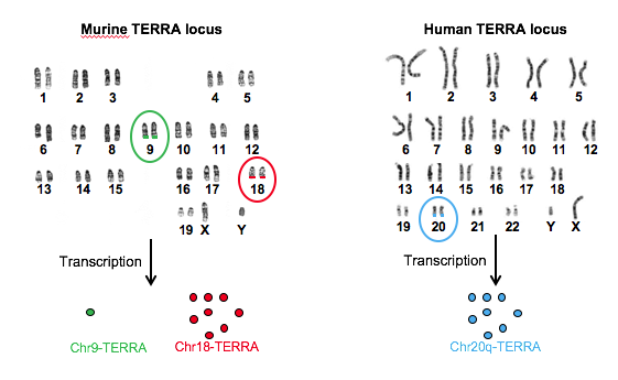 TERRA, the RNAs that protect telomeres
