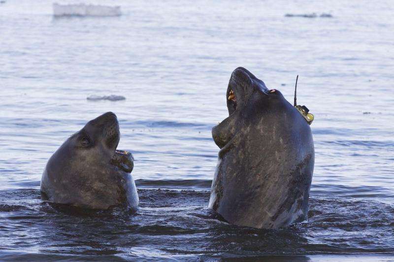 Seals help plug Antarctic water mystery